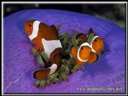 If two clown fish are better than one, what about three??? by Yves Antoniazzo 
